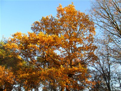 Stieleiche (Quercus robur) in der Schwetzinger Hardt