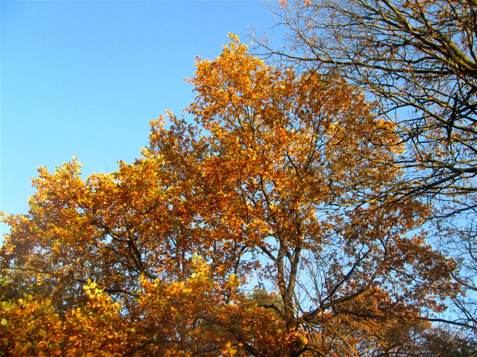 Stieleiche (Quercus robur) in der Schwetzinger Hardt