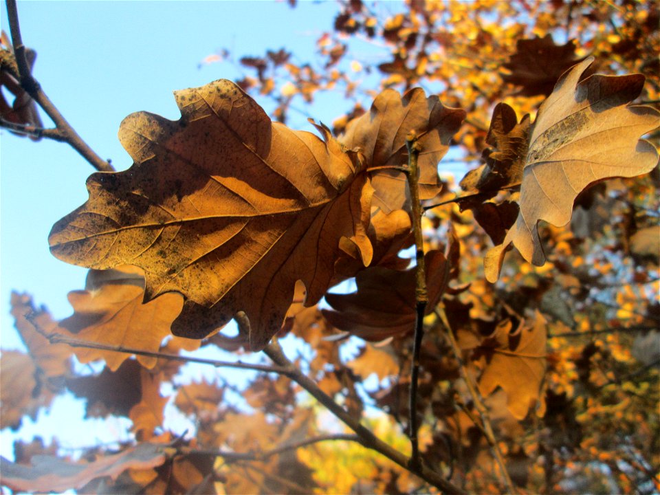 Stieleiche (Quercus robur) in der Schwetzinger Hardt