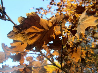 Stieleiche (Quercus robur) in der Schwetzinger Hardt