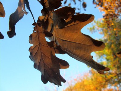 Stieleiche (Quercus robur) in der Schwetzinger Hardt