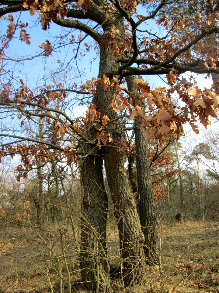 Stieleiche (Quercus robur) auf dem Dreieichenbuckel im Naturschutzgebiet „Oftersheimer Dünen“
