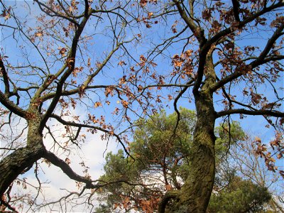 Stieleiche (Quercus robur) auf dem Dreieichenbuckel im Naturschutzgebiet „Oftersheimer Dünen“