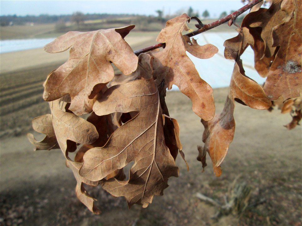 Stieleiche (Quercus robur) auf dem Dreieichenbuckel im Naturschutzgebiet „Oftersheimer Dünen“