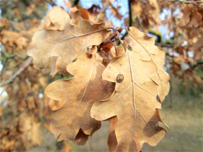 Stieleiche (Quercus robur) auf dem Dreieichenbuckel im Naturschutzgebiet „Oftersheimer Dünen“