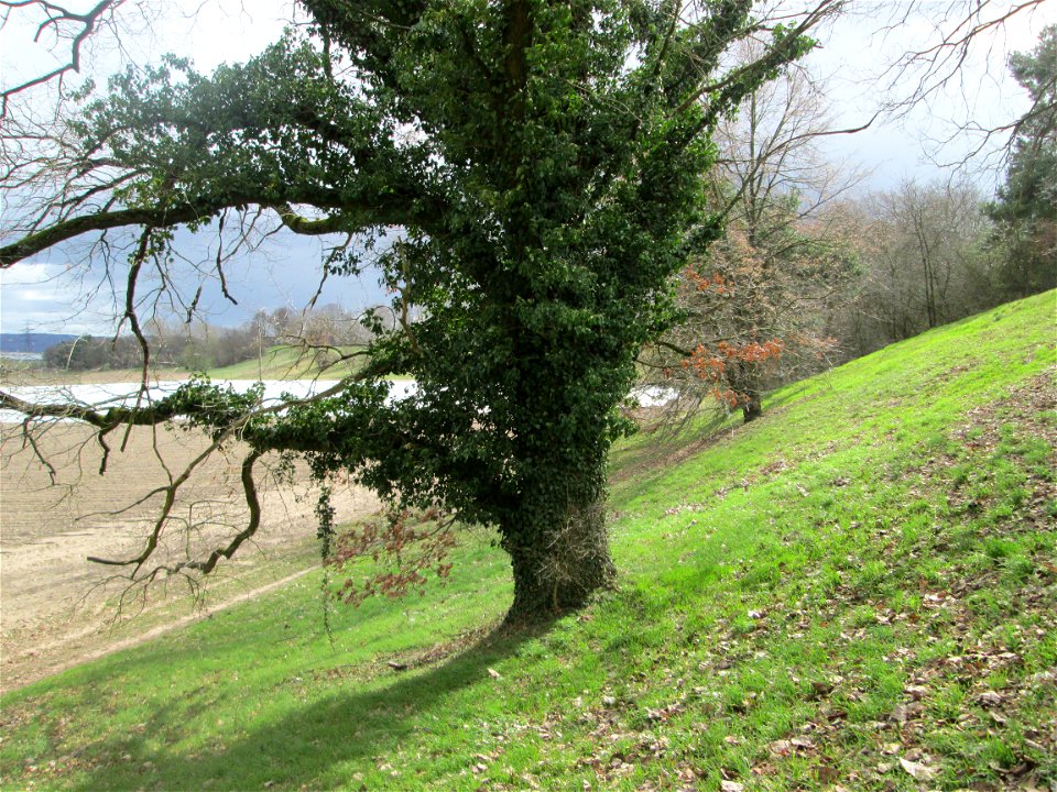 Stieleiche (Quercus robur) am Golfplatz im Naturschutzgebiet „Oftersheimer Dünen“