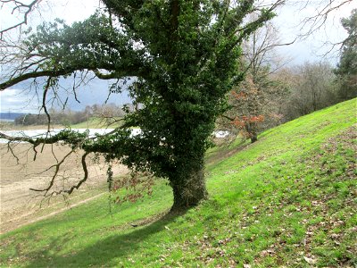 Stieleiche (Quercus robur) am Golfplatz im Naturschutzgebiet „Oftersheimer Dünen“