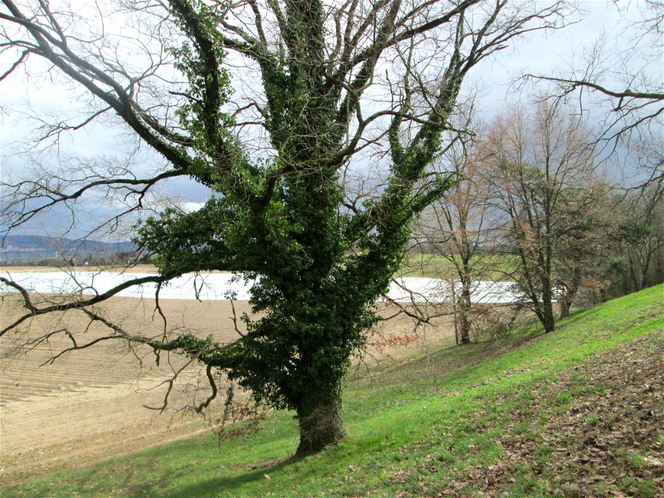 Stieleiche (Quercus robur) am Golfplatz im Naturschutzgebiet „Oftersheimer Dünen“