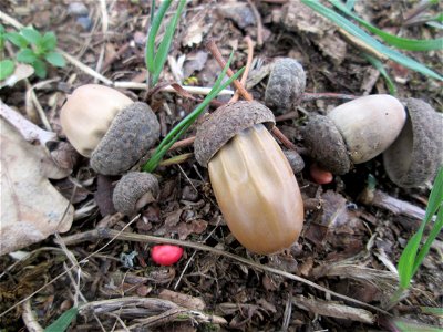 Eicheln der Stieleiche (Quercus robur) am Golfplatz im Naturschutzgebiet „Oftersheimer Dünen“