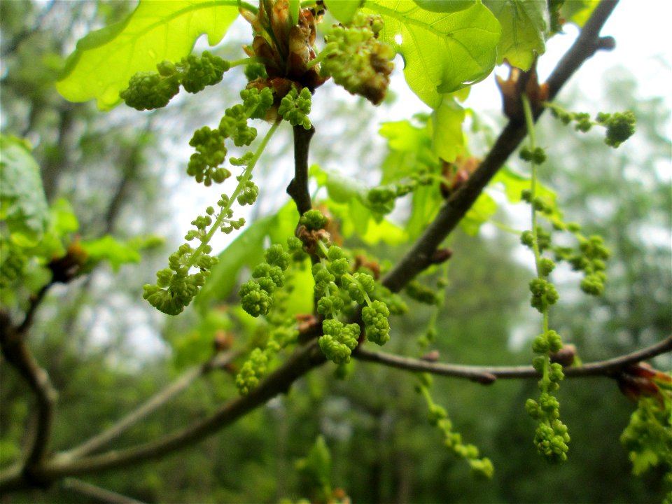 Blühende Stieleiche (Quercus robur) im Deutschmühlental in Alt-Saarbrücken