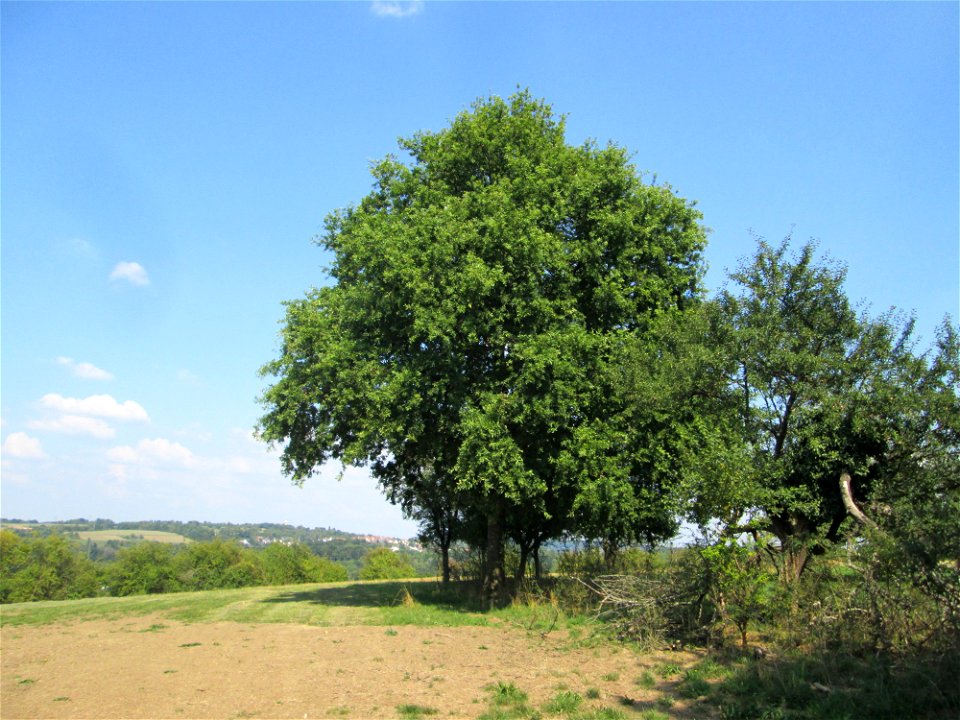 Stieleiche (Quercus robur) auf einer Streuobstwiese oberhalb von Güdingen