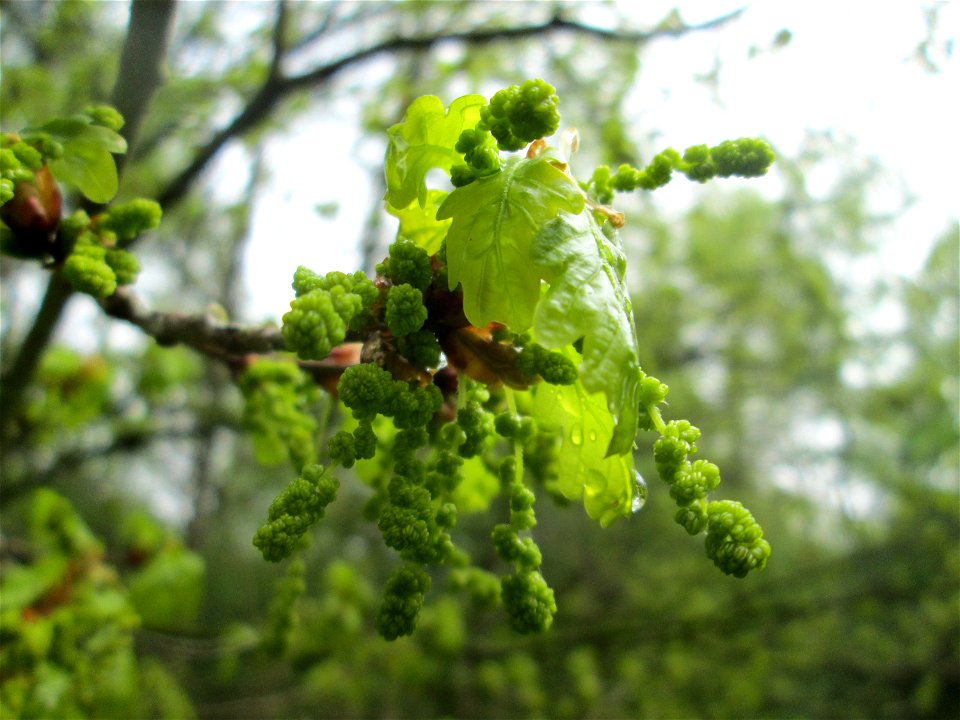 Blühende Stieleiche (Quercus robur) im Deutschmühlental in Alt-Saarbrücken