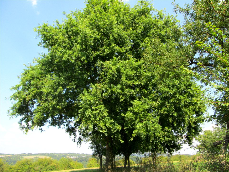 Stieleiche (Quercus robur) auf einer Streuobstwiese oberhalb von Güdingen