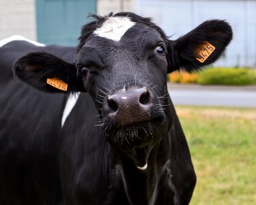 Cattle head farm photo