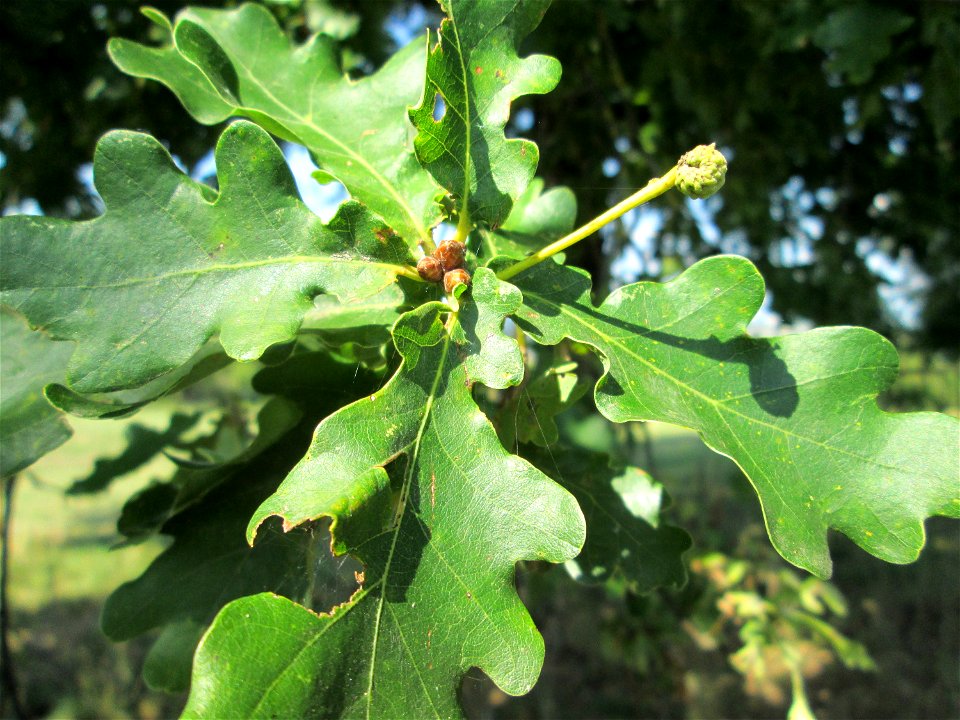 Stieleiche (Quercus robur) auf einer Streuobstwiese oberhalb von Güdingen