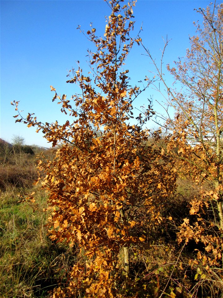 Junge Stieleiche (Quercus robur) im Naturschutzgebiet „Sankt Arnualer Wiesen“
