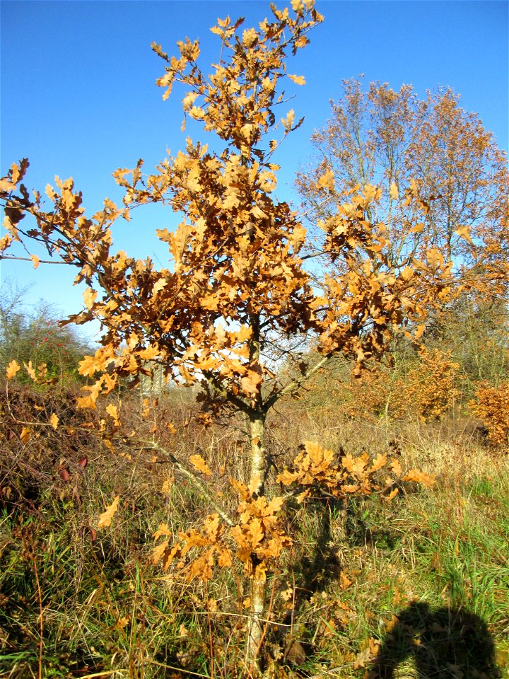 Junge Stieleiche (Quercus robur) im Naturschutzgebiet „Sankt Arnualer Wiesen“