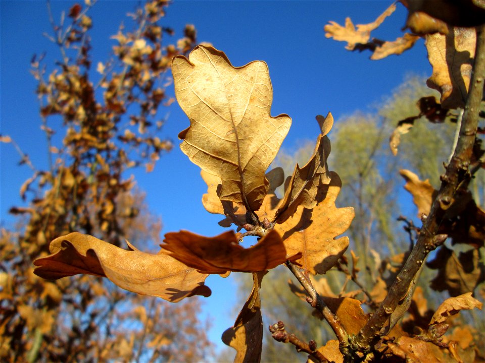 Junge Stieleiche (Quercus robur) im Naturschutzgebiet „Sankt Arnualer Wiesen“