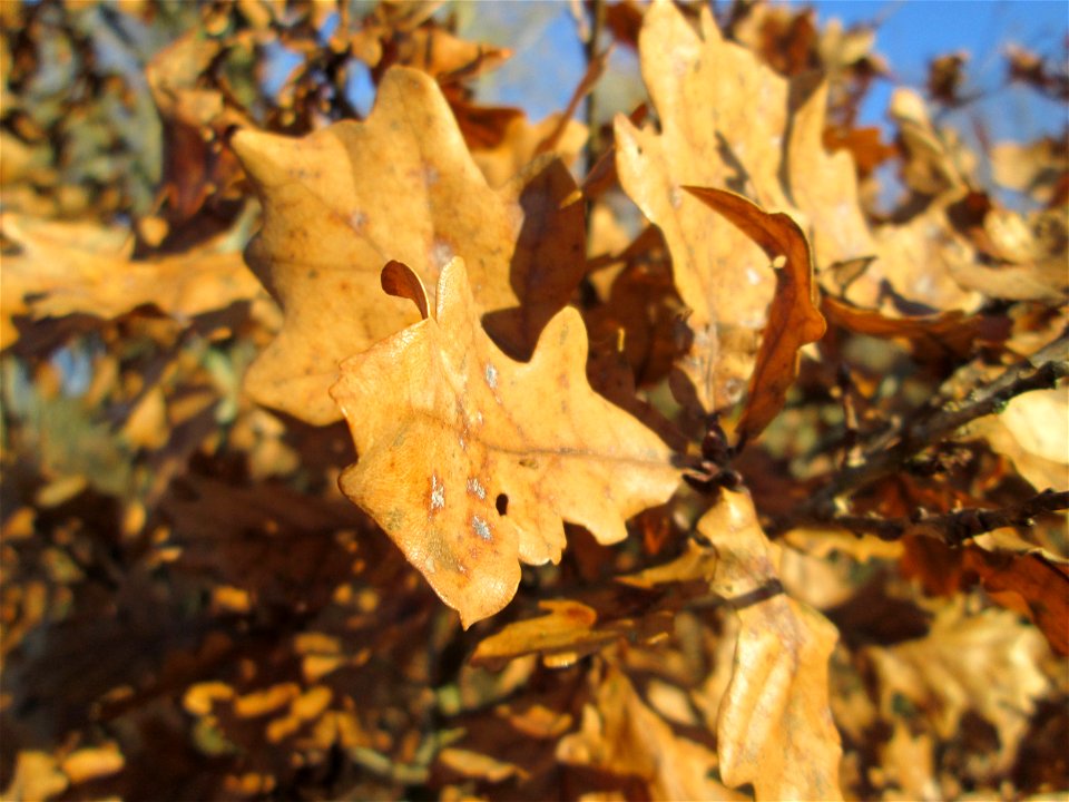 Junge Stieleiche (Quercus robur) im Naturschutzgebiet „Sankt Arnualer Wiesen“