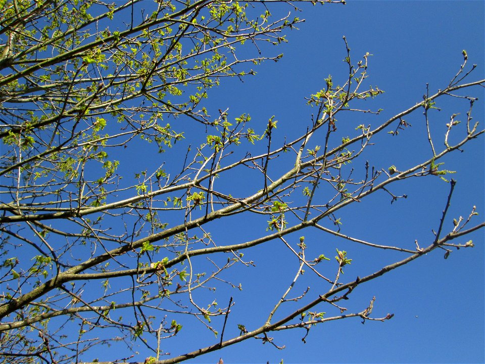 Blühende Stieleiche (Quercus robur) im Güdinger Allmet