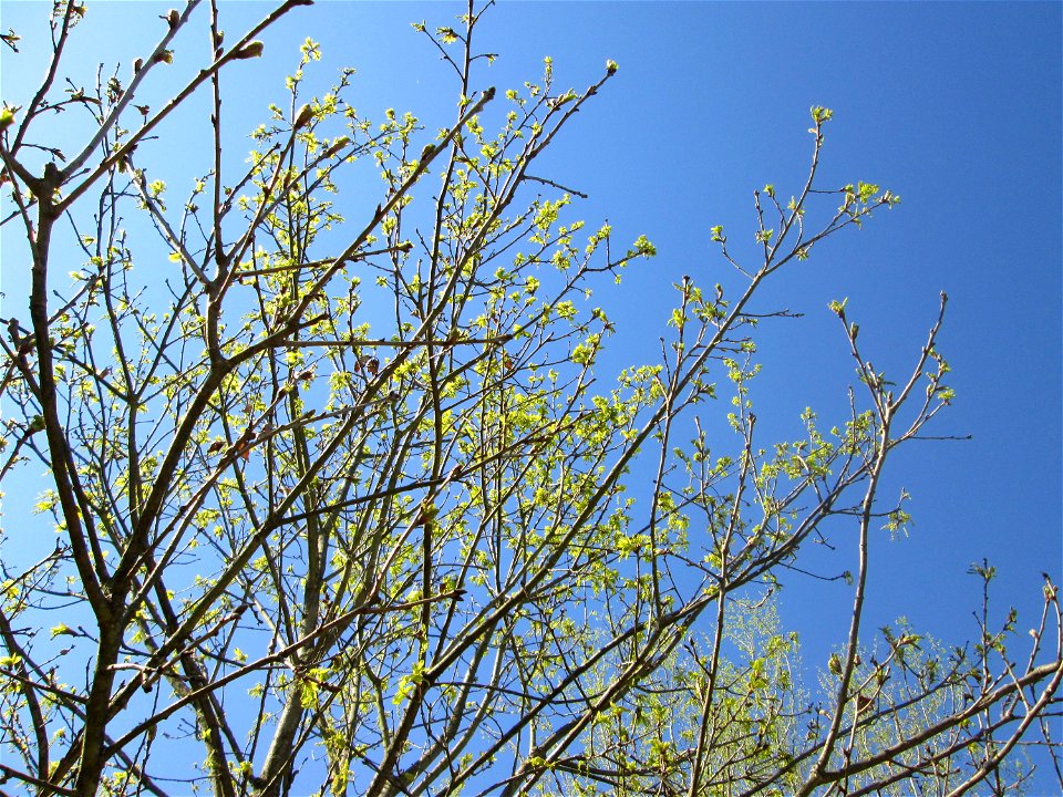 Blühende Stieleiche (Quercus robur) im Güdinger Allmet