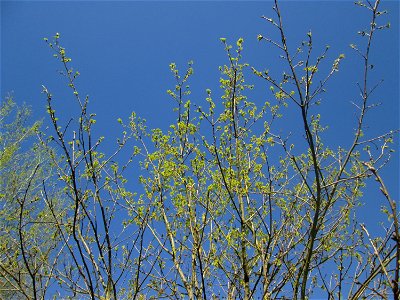 Blühende Stieleiche (Quercus robur) im Güdinger Allmet
