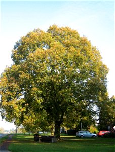 Oak Tree in Croxley Green, Hertfordshire - November