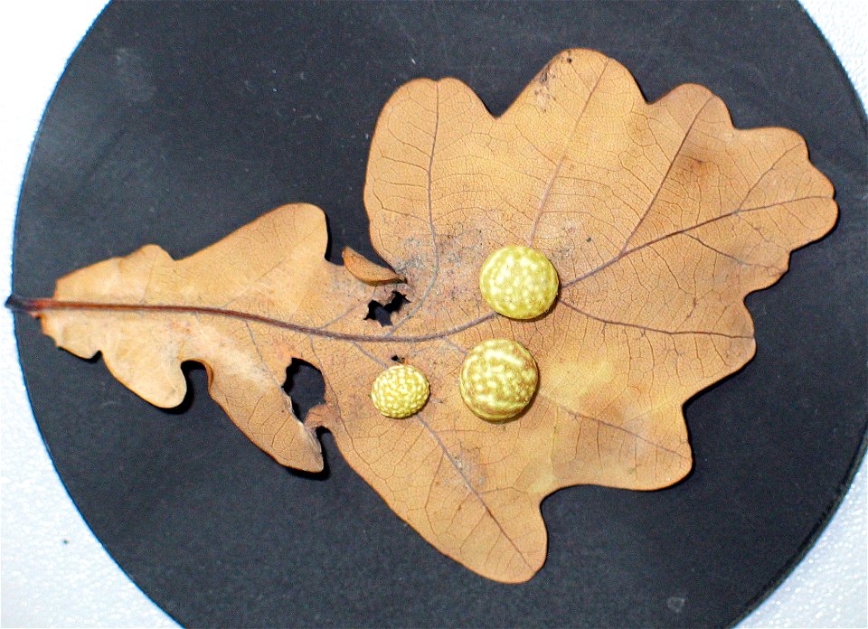 Gallfly galls from Ekaterinburg (Russia)