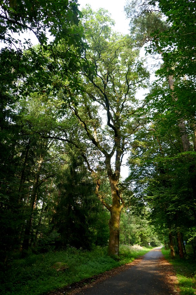 „Hermann-Löns-Eiche“ in Bad Lippspringe (Naturdenkmal)