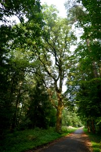 „Hermann-Löns-Eiche“ in Bad Lippspringe (Naturdenkmal)
