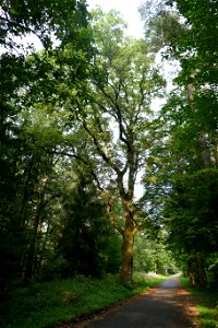 „Hermann-Löns-Eiche“ in Bad Lippspringe (Naturdenkmal) photo