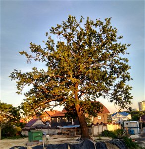 Stejar pedunculat, monument al naturii amplasat în mun. Chișinău, str.Pietrăriei 9, în curtea dlui Cosianciuc Constantin (cod MD-C-mn.Cb-129)





This is a photo of a natural heritage site in Mol