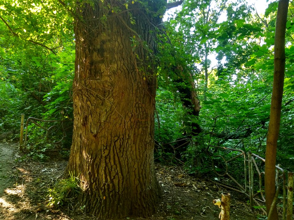 Stejar pedunculat, monument al naturii amplasat în mun. Chișinău, str. Mălina Mare 56 (cod MD-C-mn.Cb-119)





This is a photo of a natural heritage site in Moldova, id: MD-C-mn.Cb-119