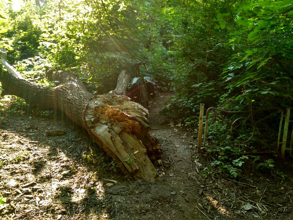 Stejar pedunculat, monument al naturii amplasat în mun. Chișinău, str. Mălina Mare 56 (cod MD-C-mn.Cb-119)





This is a photo of a natural heritage site in Moldova, id: MD-C-mn.Cb-119