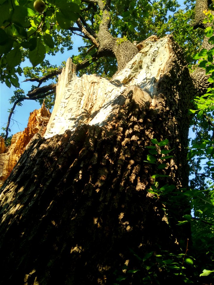 Stejar pedunculat, monument al naturii amplasat în mun. Chișinău, str. Mălina Mare 56 (cod MD-C-mn.Cb-119)





This is a photo of a natural heritage site in Moldova, id: MD-C-mn.Cb-119