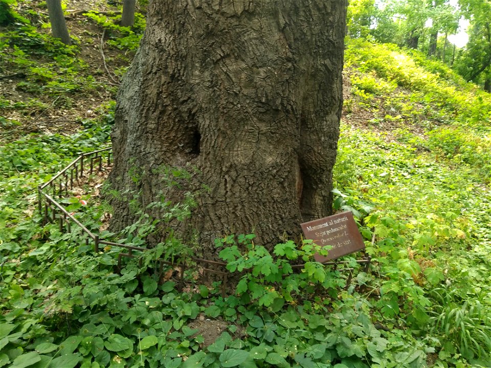 Stejar pedunculat, monument al naturii amplasat în mun. Chișinău, str. George Enescu 5, grădina publică dendrologică (cod MD-C-mn.Cb-132)





This is a photo of a natural heritage site in Moldova