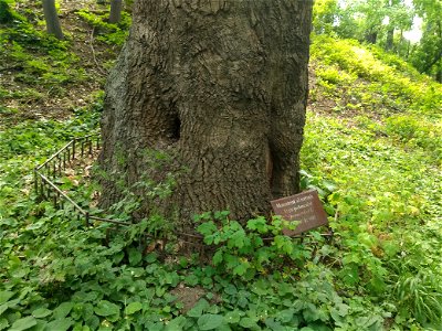 Stejar pedunculat, monument al naturii amplasat în mun. Chișinău, str. George Enescu 5, grădina publică dendrologică (cod MD-C-mn.Cb-132)





This is a photo of a natural heritage site in Moldova