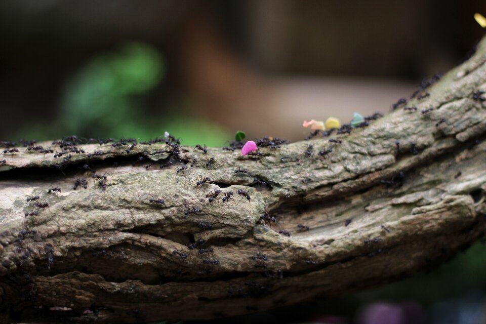 Hard working insect nature