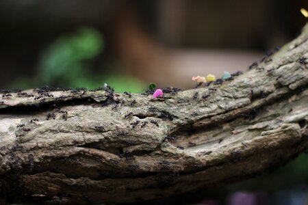 Hard working insect nature
