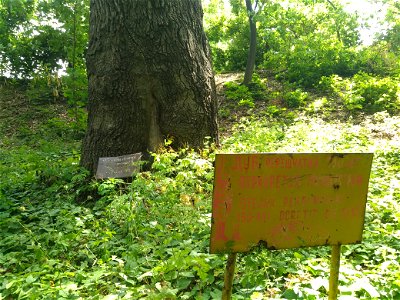 Stejar pedunculat, monument al naturii amplasat în mun. Chișinău, str. George Enescu 5, grădina publică dendrologică (cod MD-C-mn.Cb-132)





This is a photo of a natural heritage site in Moldova