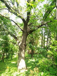 Stejar pedunculat, monument al naturii amplasat în mun. Chișinău, str. George Enescu 5, grădina publică dendrologică (cod MD-C-mn.Cb-132)





This is a photo of a natural heritage site in Moldova