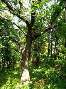Stejar pedunculat, monument al naturii amplasat în mun. Chișinău, str. George Enescu 5, grădina publică dendrologică (cod MD-C-mn.Cb-132)





This is a photo of a natural heritage site in Moldova