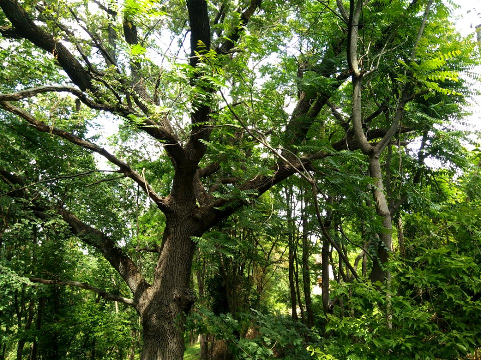 Stejar pedunculat, monument al naturii amplasat în mun. Chișinău, str. George Enescu 5, grădina publică dendrologică (cod MD-C-mn.Cb-132)





This is a photo of a natural heritage site in Moldova
