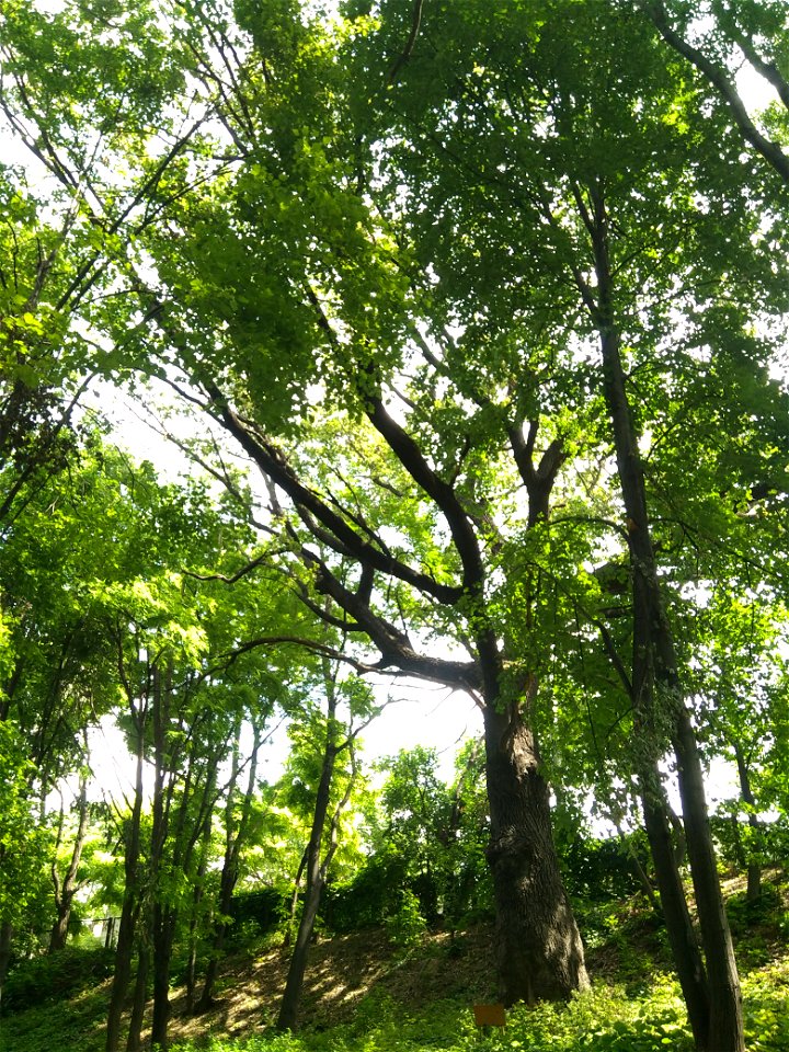 Stejar pedunculat, monument al naturii amplasat în mun. Chișinău, str. George Enescu 5, grădina publică dendrologică (cod MD-C-mn.Cb-132)





This is a photo of a natural heritage site in Moldova