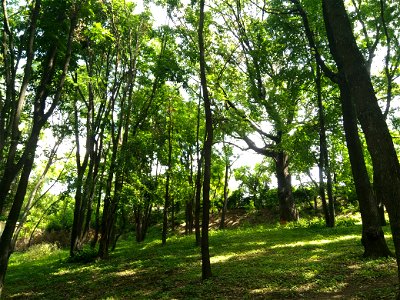 Stejar pedunculat, monument al naturii amplasat în mun. Chișinău, str. George Enescu 5, grădina publică dendrologică (cod MD-C-mn.Cb-132)





This is a photo of a natural heritage site in Moldova