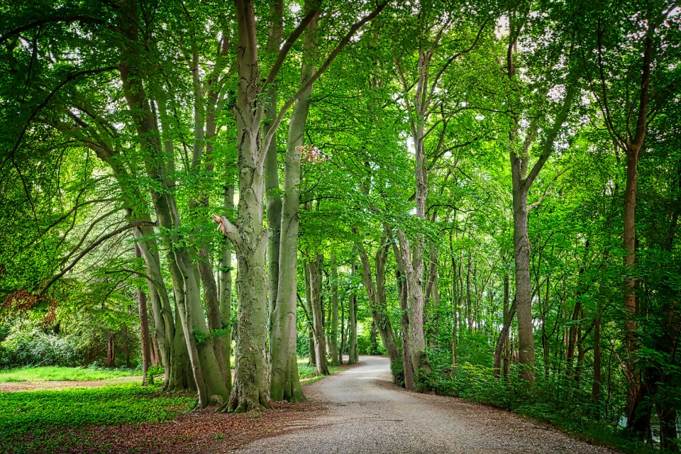 Path trees trail