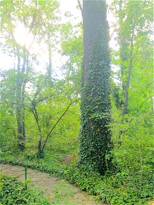 Stejar pedunculat, monument al naturii amplasat în mun. Chișinău, str. M. Kogălniceanu 87, Muzeul Național de Etnografie și Istorie Naturală (cod MD-C-mn.Cb-131)





This is a photo of a natural 