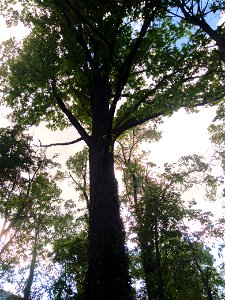 Stejar pedunculat, monument al naturii amplasat în mun. Chișinău, str. M. Kogălniceanu 87, Muzeul Național de Etnografie și Istorie Naturală (cod MD-C-mn.Cb-131)





This is a photo of a natural 