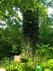 Stejar pedunculat, monument al naturii amplasat în mun. Chișinău, str. M. Kogălniceanu 87, Muzeul Național de Etnografie și Istorie Naturală (cod MD-C-mn.Cb-131)





This is a photo of a natural 