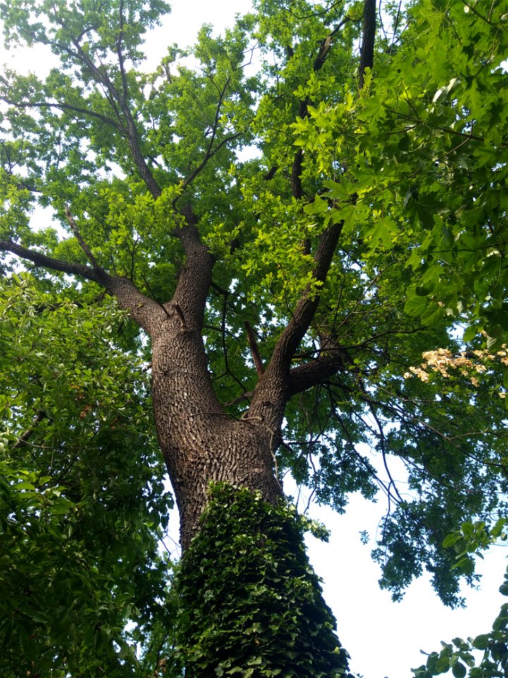 Stejar pedunculat, monument al naturii amplasat în mun. Chișinău, str. M. Kogălniceanu 87, Muzeul Național de Etnografie și Istorie Naturală (cod MD-C-mn.Cb-131)





This is a photo of a natural 